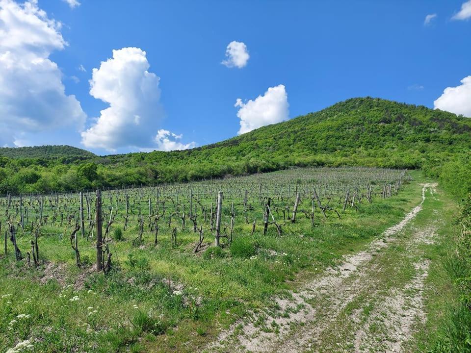 Via Tokaj Vendeghaz Apartment Sátoraljaújhely Bagian luar foto